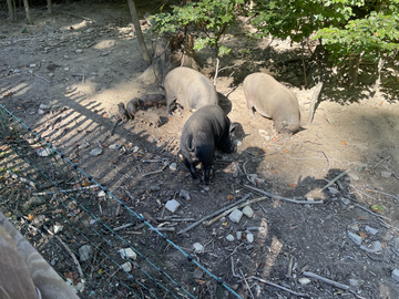 Familie Varken in Wildpark Feldkirch