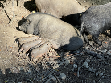 Etens tijd in Wildpark Feldkirch