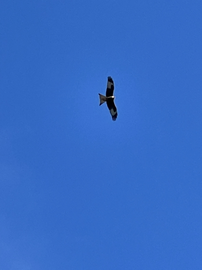 Ben de naam vergeten van deze vogel