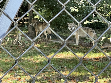 Wolven in Wildpark Feldkirch