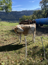 Standaard koe in Wildpark Feldkirch