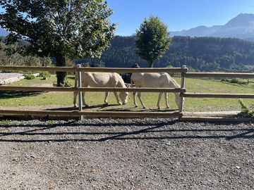 Ezels in Wildpark Feldkirch