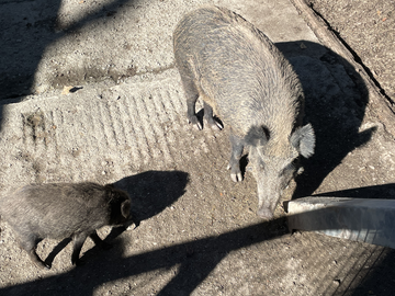 Varkens in Wildpark Feldkirch