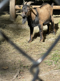 Klein geitje in Wildpark Feldkirch